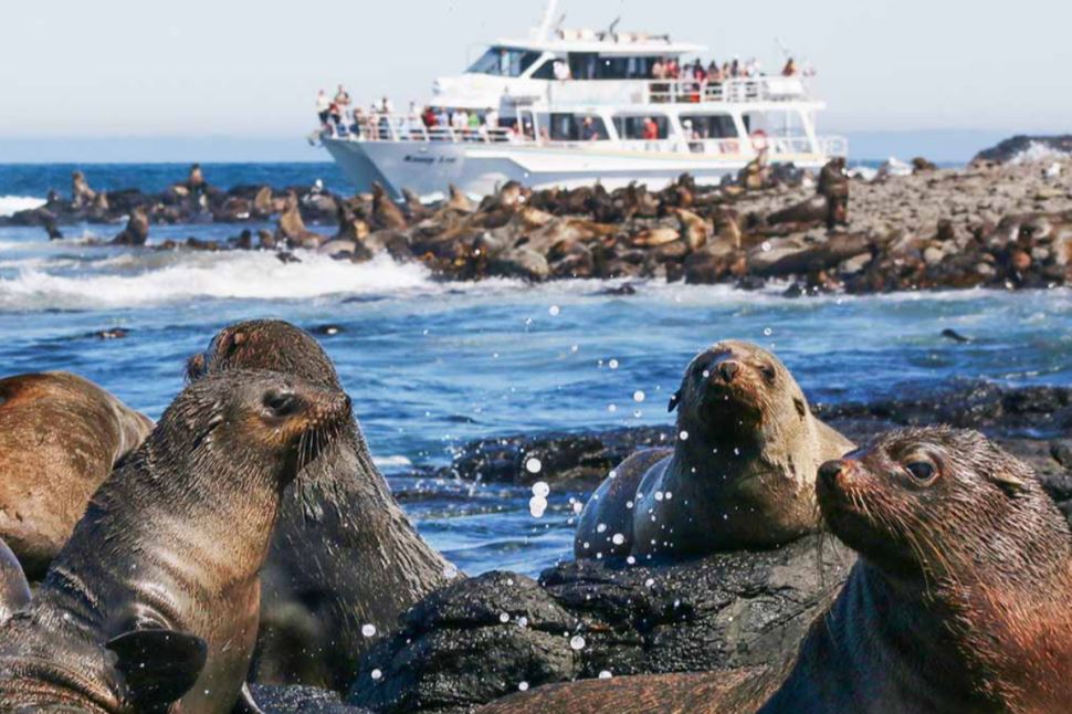 Phillip Island Seal Cruise
