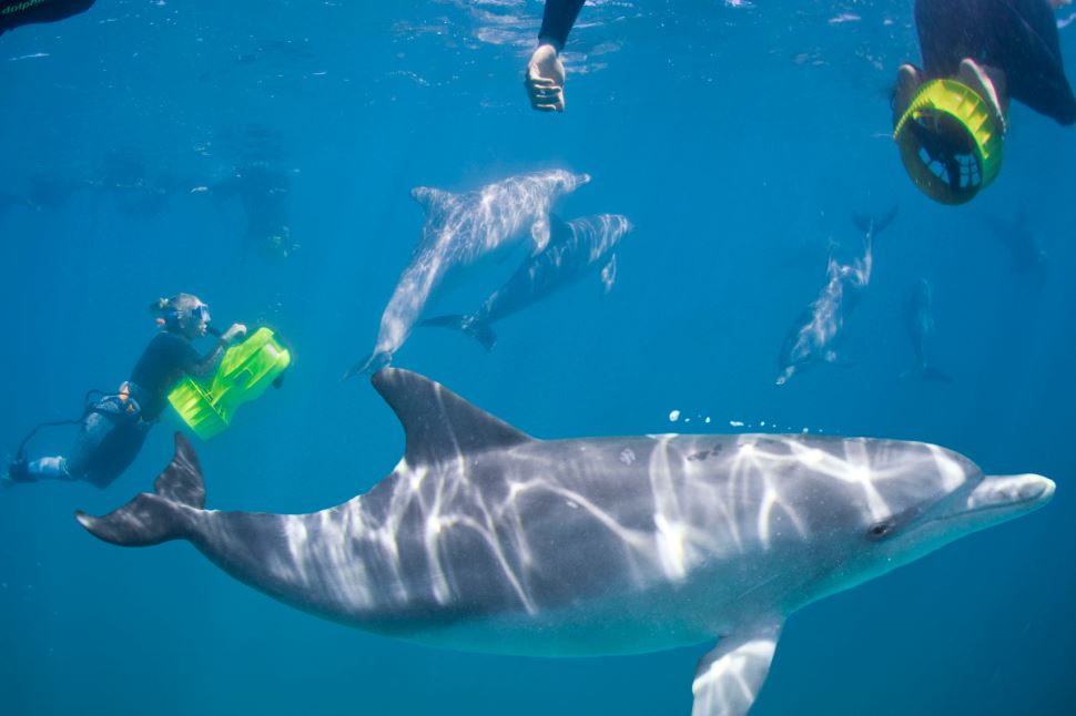 Swim with Wild Dolphins With Perth Transfers