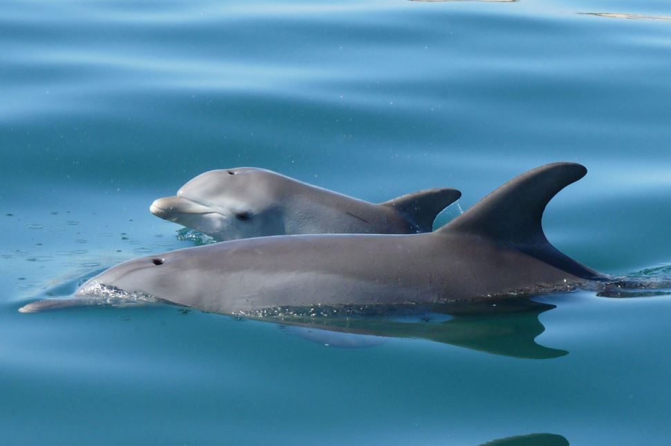 Dolphin Eco Cruise