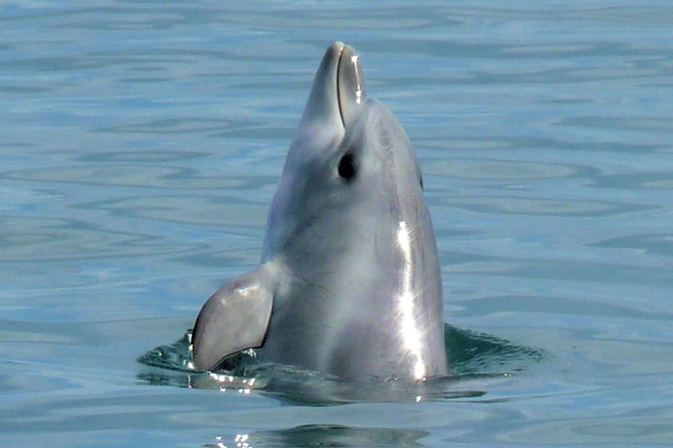 Dolphin Eco Cruise