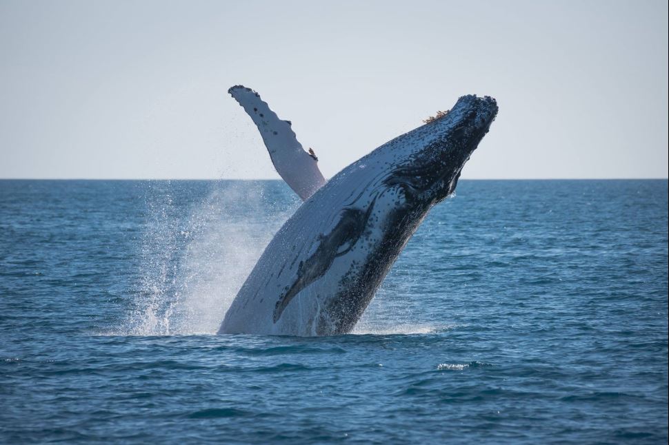 Whale Watching Adventure, Afternoon Sail