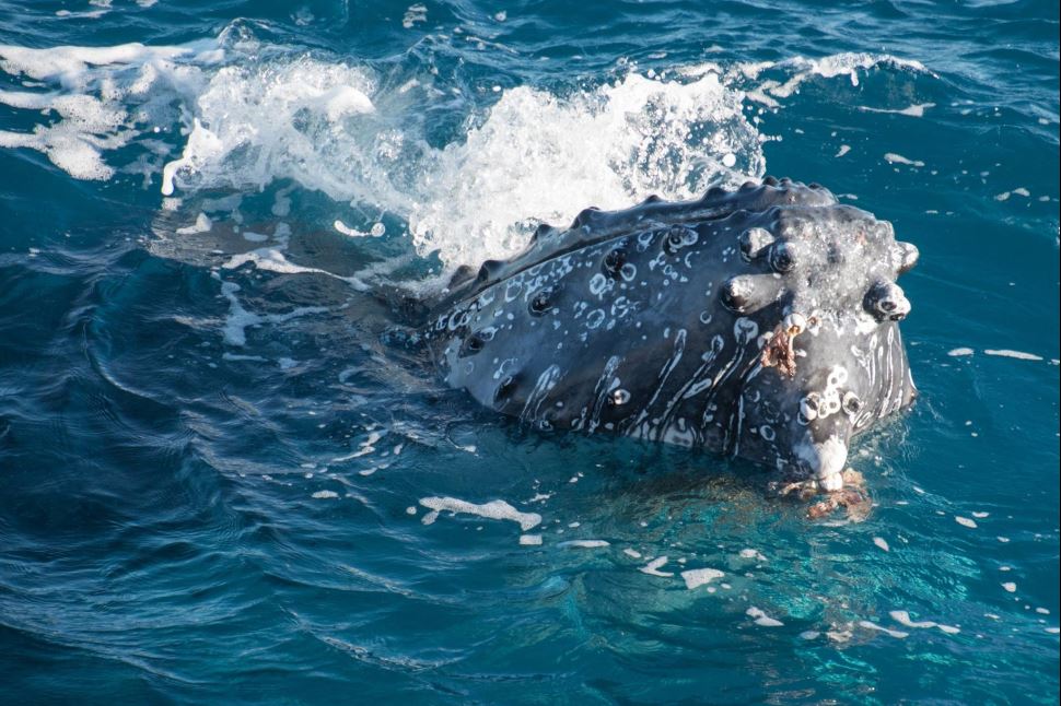 Morning Whale Watch Cruise