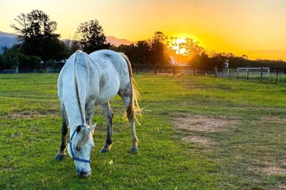 Sunset 75-minute Horse Ride