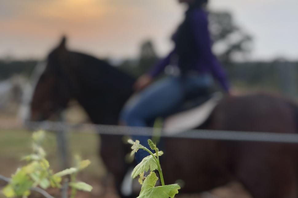 Morning Horse Riding Excursion