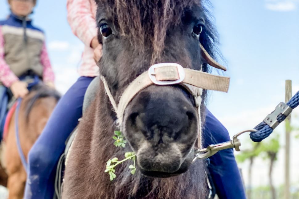 Little Riders Pony Adventure