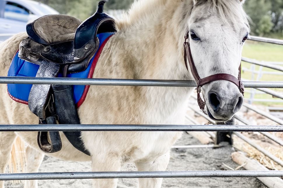 Little Riders Pony Adventure