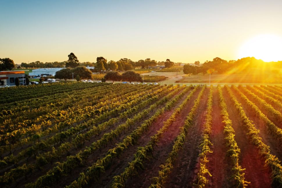 Wine Immersion at Mandoon Estate
