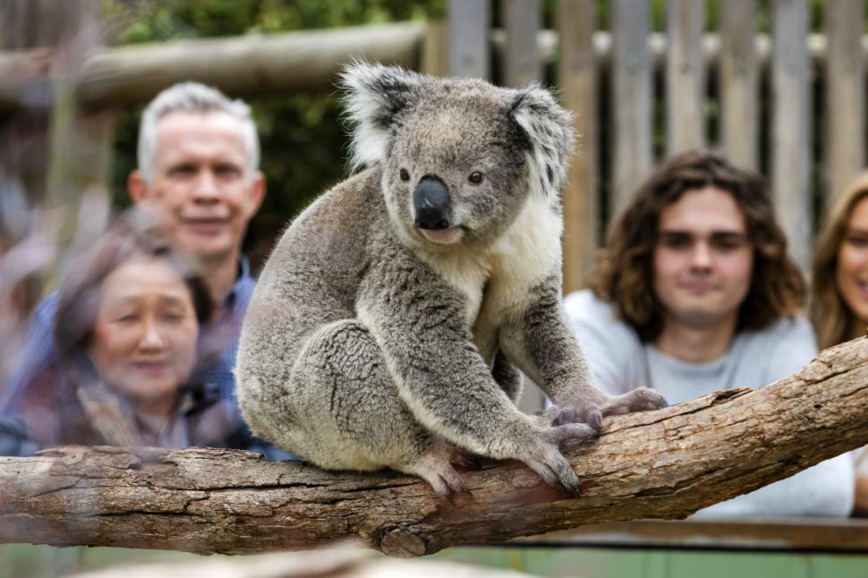 Two Bays Scenic and Wildlife Bus Tour