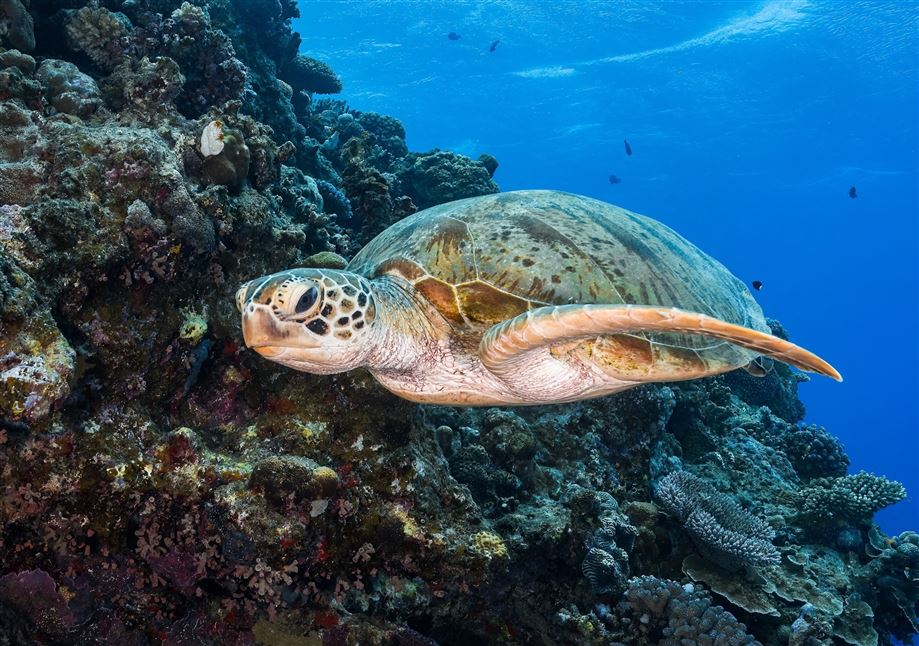 Introductory Dive, Port Douglas