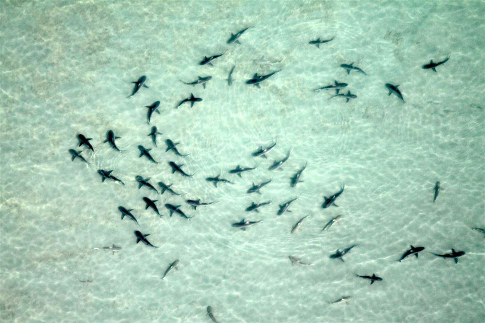 Soar Over Ningaloo Delight, 90 Minutes