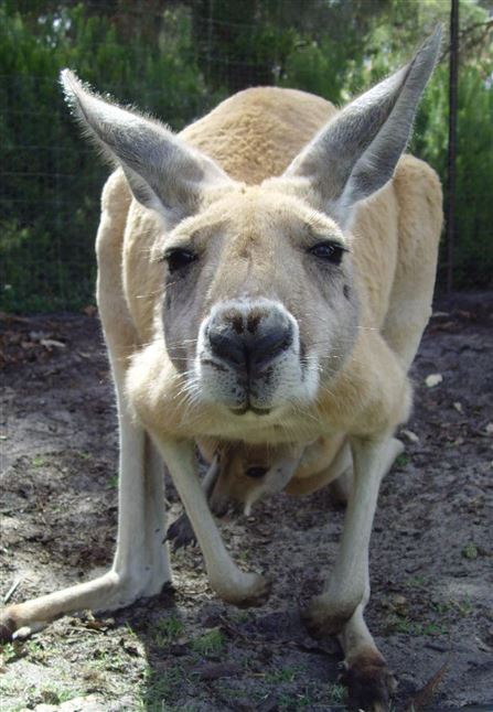 Discover Perth Tour