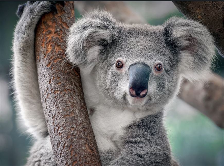 Discover Perth Tour