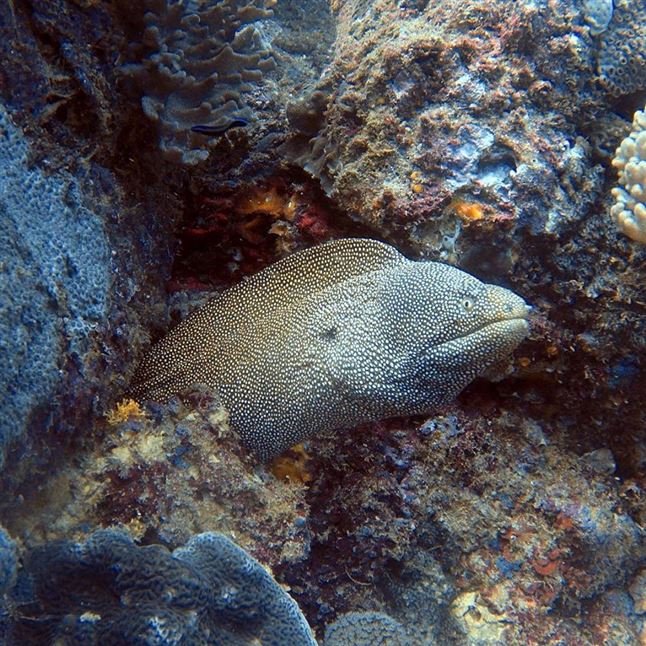 Dive Sunshine Coast Reefs