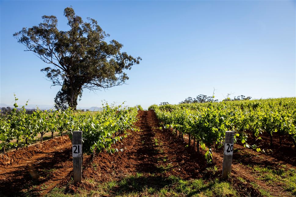Hunter Valley Wine Tour with Lunch