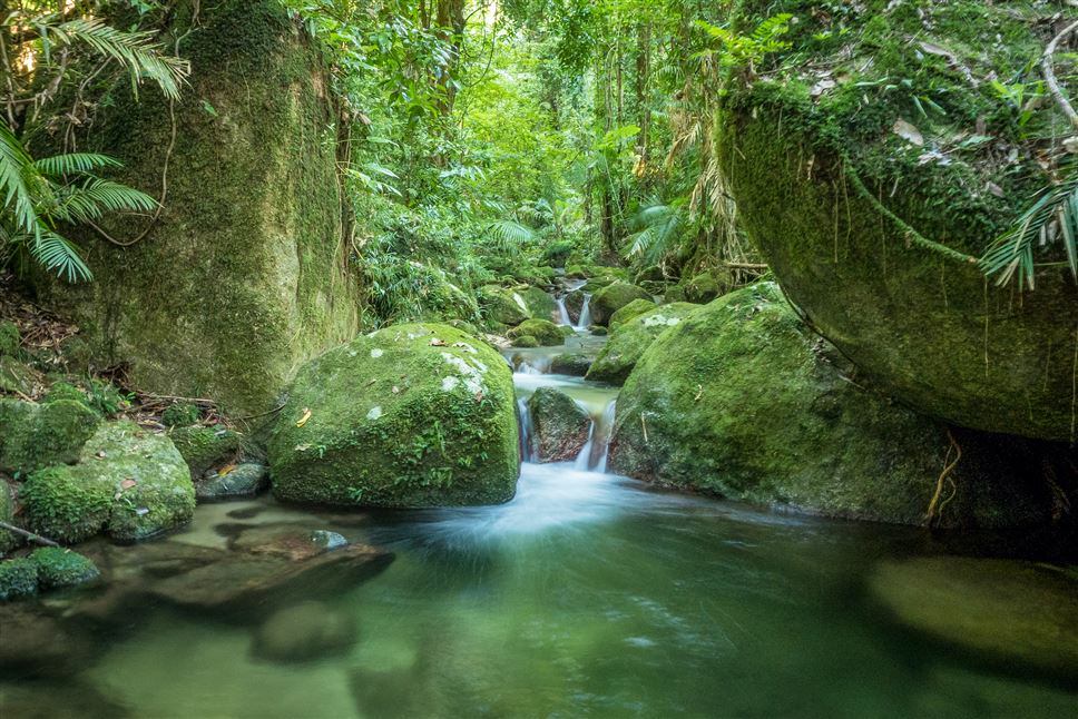 Mossman Gorge Adventure Day with River Drift