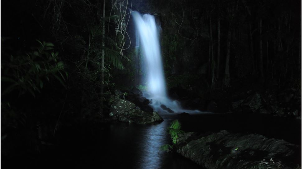 Rainforest Glow Worm Night Walk