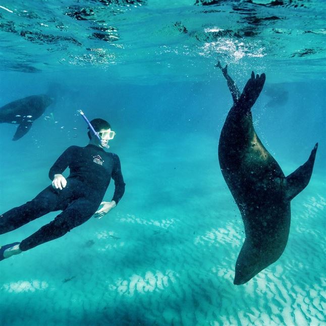 Seals, Sea Dragons and Hot Springs Escape