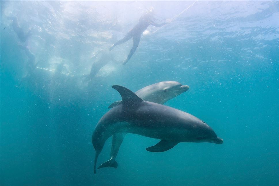 Dolphins, Seals and Hot Springs Day Out