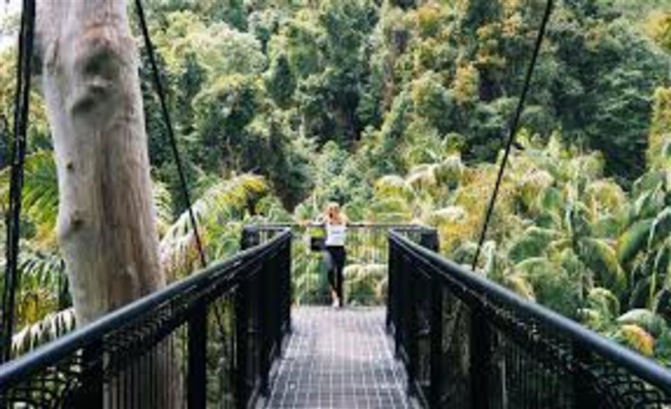 Tamborine Rainforest Adventure