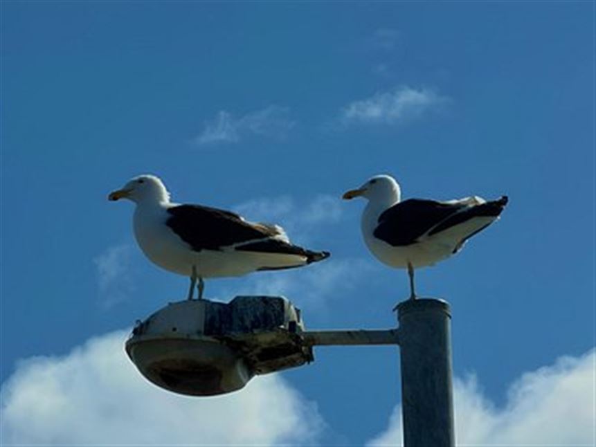 Hobart's Best Moments Tour