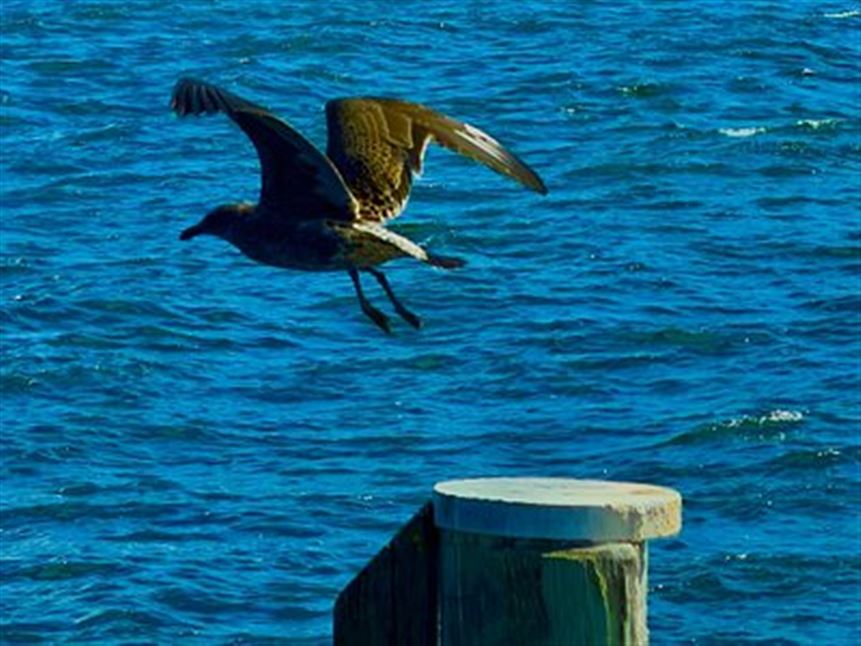 Hobart's Best Moments Tour