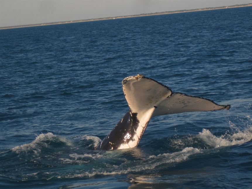 Morning Whale Watching Cruise