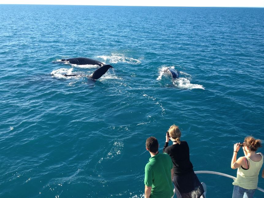 Half Day Whale Watching Encounter