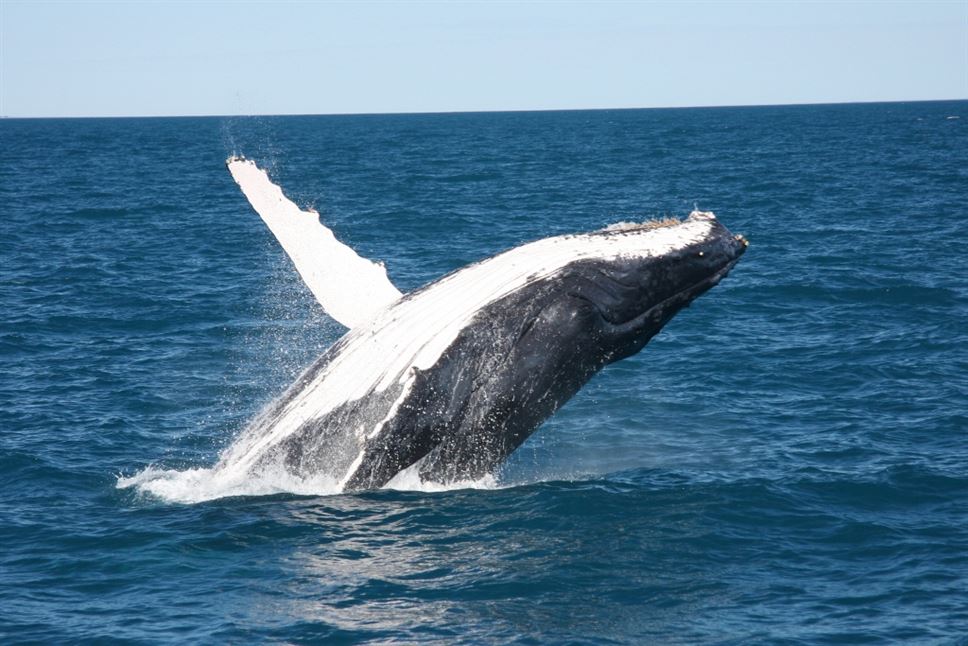 Half Day Whale Watching Encounter