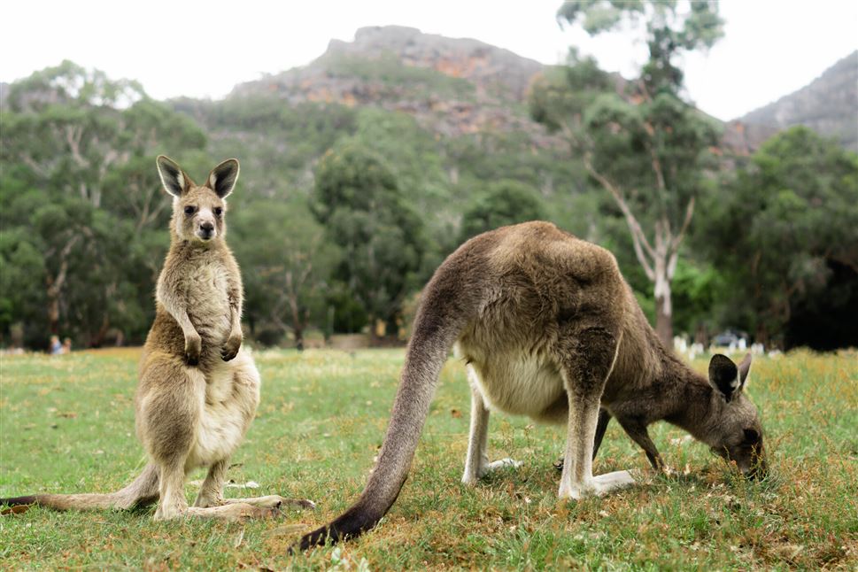 Grampians National Park Wildlife Tour