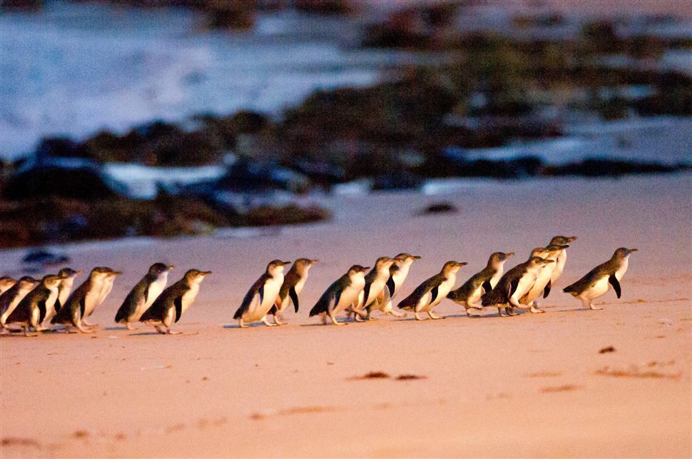 Phillip Island Penguin Parade & Koala Highlights