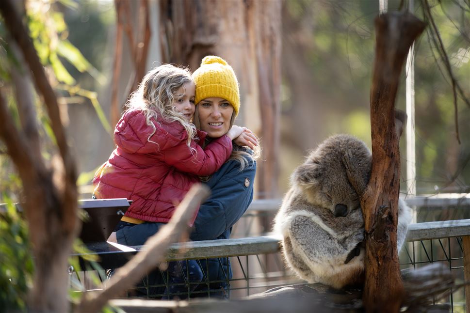 Phillip Island Penguin Parade & Koala Highlights