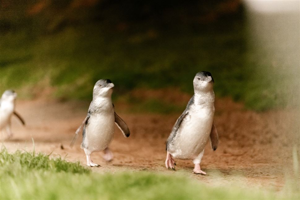 Phillip Island Penguin Parade & Koala Highlights