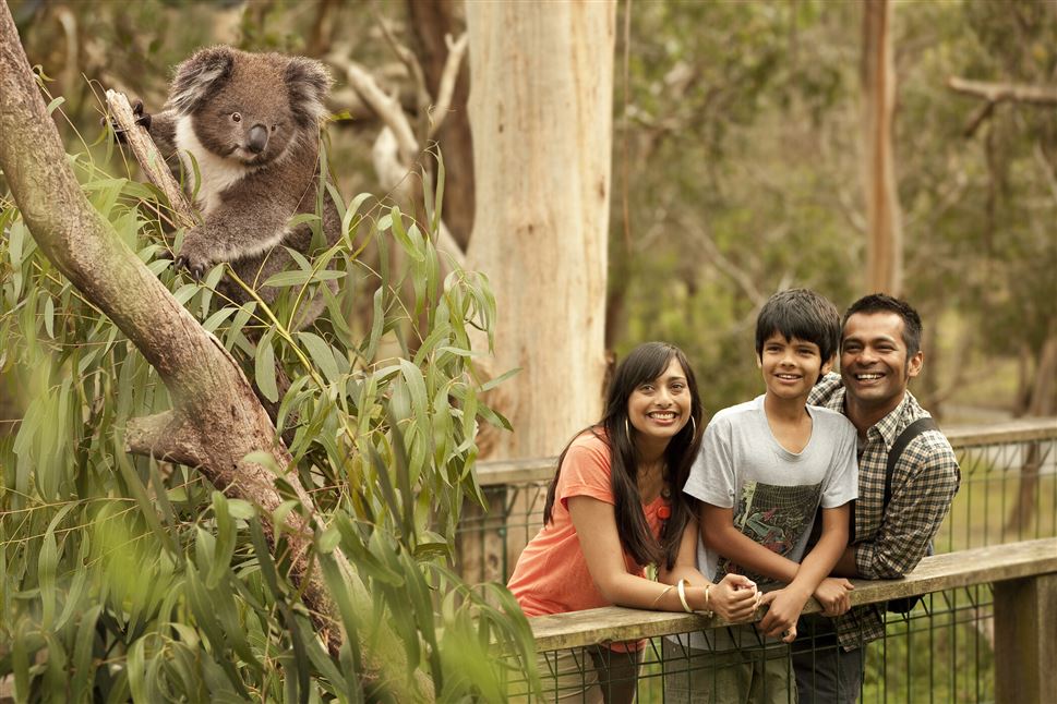 Phillip Island Penguin Parade & Koala Highlights
