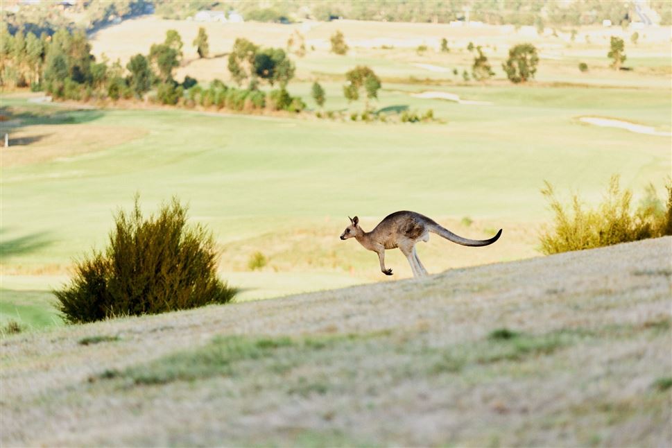 Yarra Valley Wine, Cheese, and Chocolate Tour