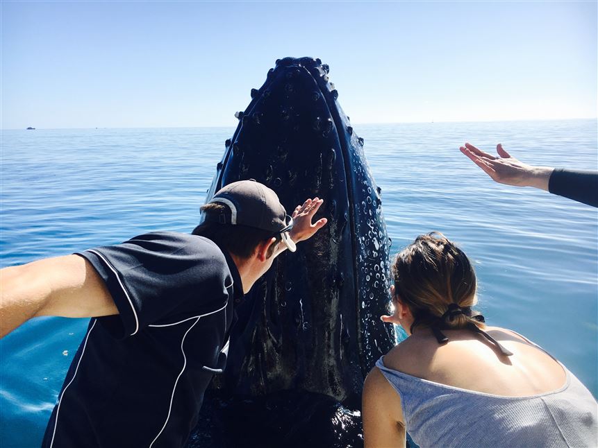 Remote K'gari Whale Experience
