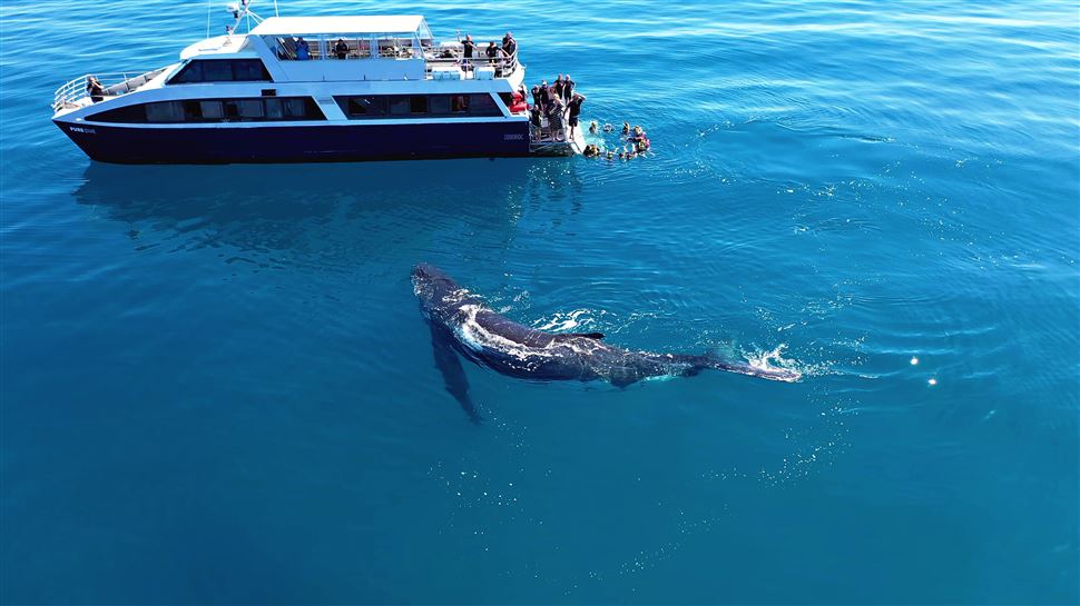 Remote K'gari Whale Experience