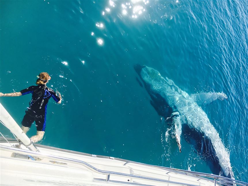 Remote K'gari Whale Experience