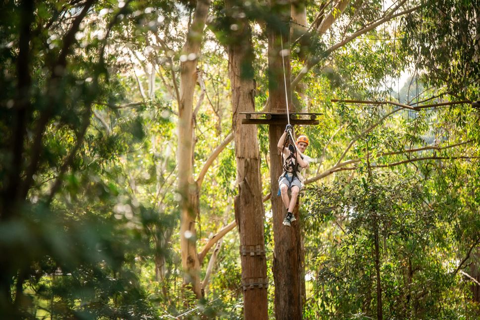 Tree Ropes Standard Session & Zipline Express