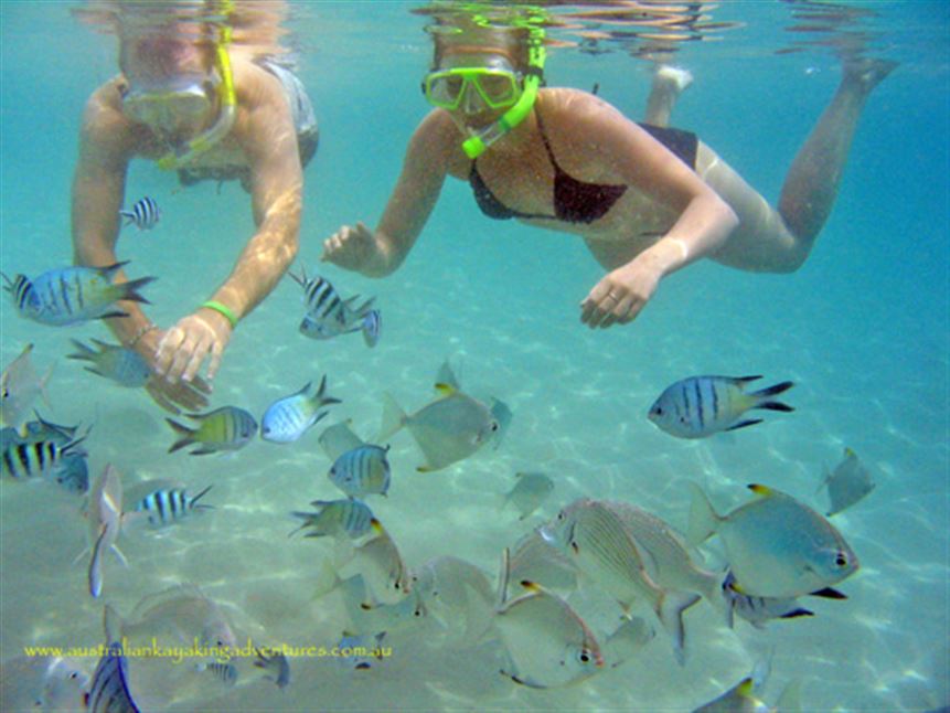 Broadwater Dolphin Kayak Tour, 2 Hours