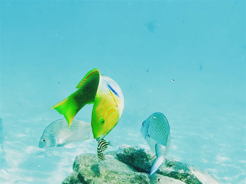 Broadwater Dolphin Kayak Tour, 2 Hours