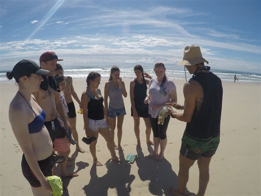 Broadwater Dolphin Kayak Tour, 2 Hours