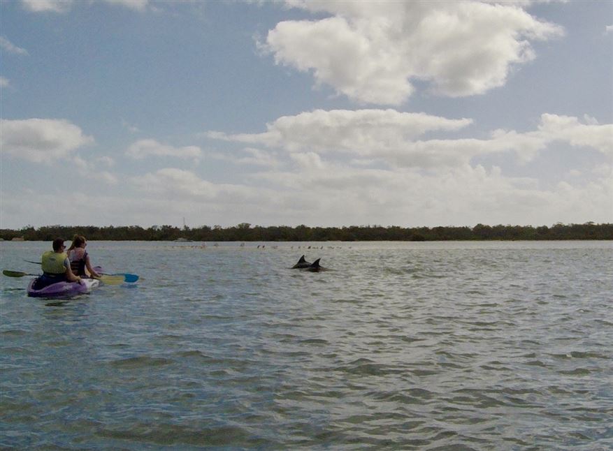 Broadwater Dolphin Kayak Tour, 2 Hours