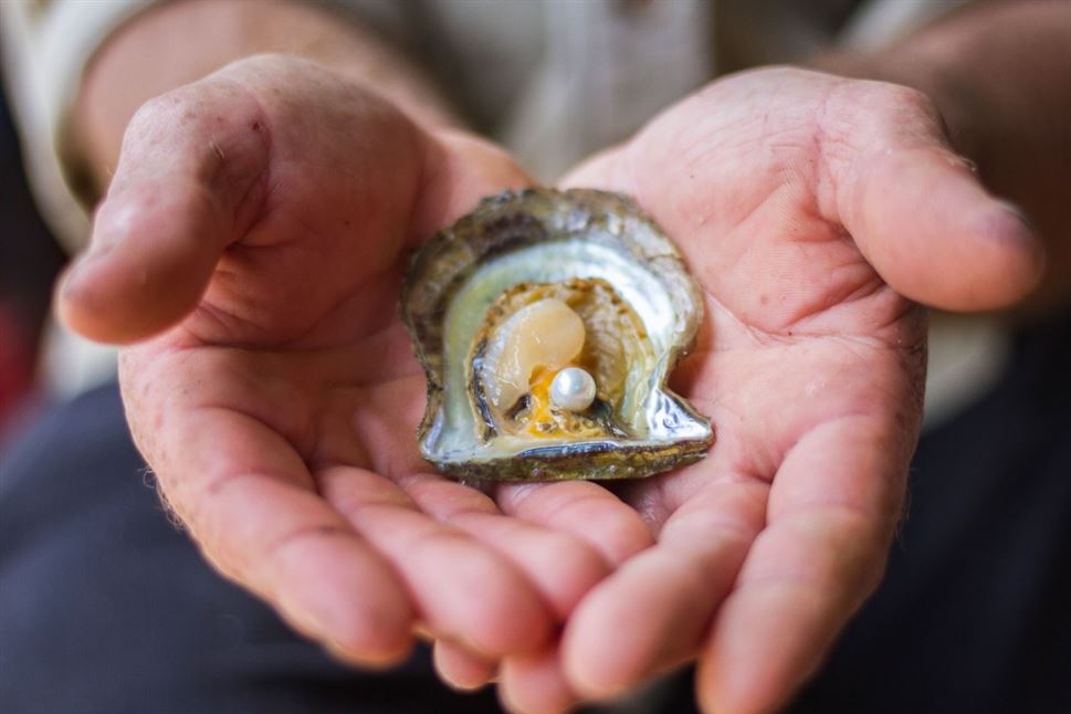 Farm to Plate, Oyster Tasting