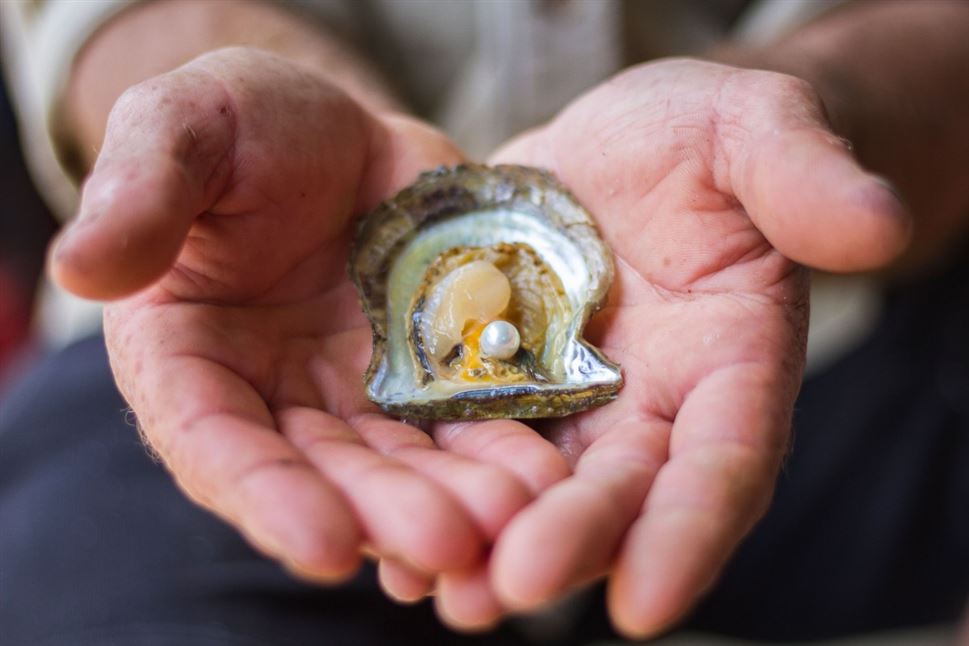 Oyster & Pearl Lovers