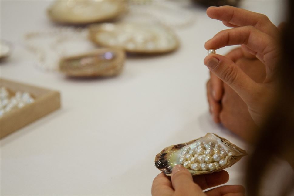 Shell to Showroom - Oyster and Pearl Farming