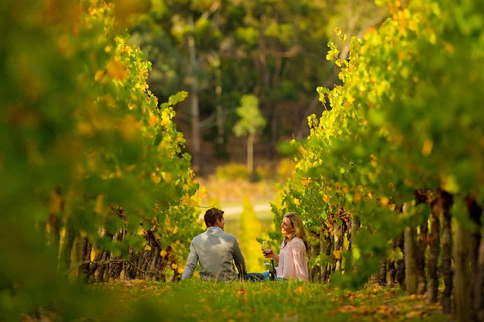 Full Day McLaren Vale Gourmet and Wine Tour