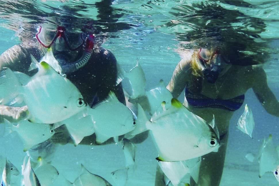 Dolphin Kayaking and Snorkelling Family Tour