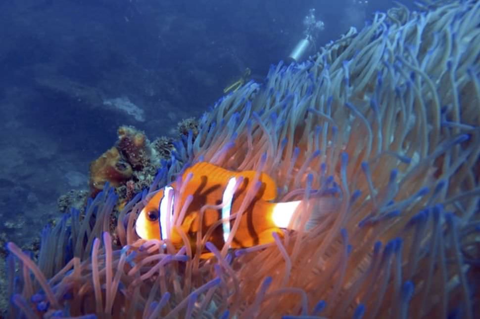 Snorkelling Adventure on the Sunshine Coast