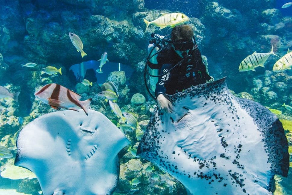 Cairns Aquarium General Admission