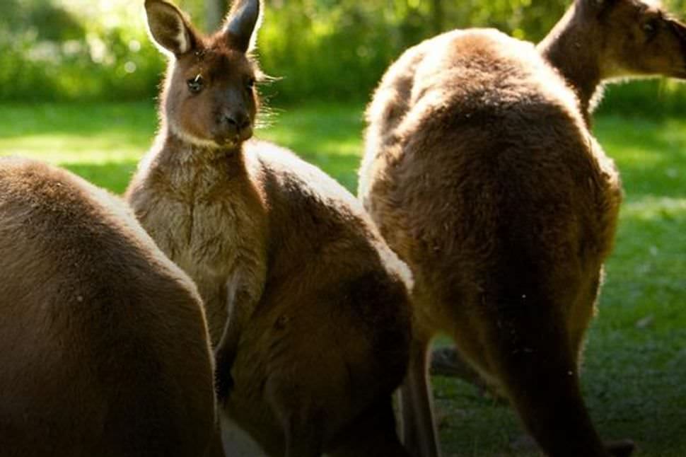 Sanctuary Tour with Lunch for 2 at Levantine Hill